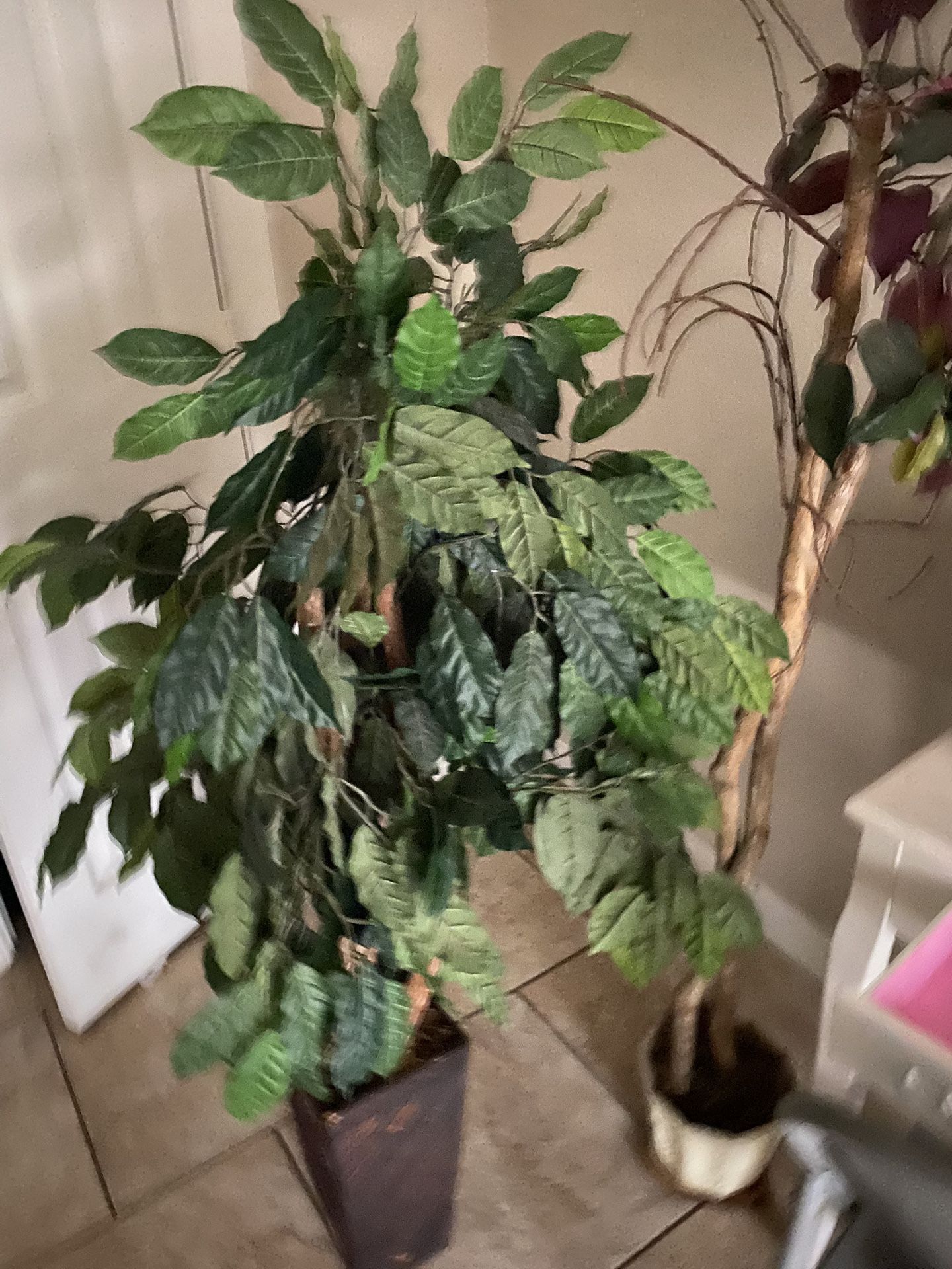 Plants