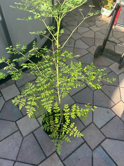 moringa tree