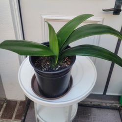 Clivia - 1 Gal (Last 2 Pictures Show Nature Plant)