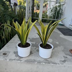 Rare Flame Sanseveria In Ceramic Pot 30$ Each