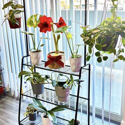 Stan shelf for plants or clothes And shoes