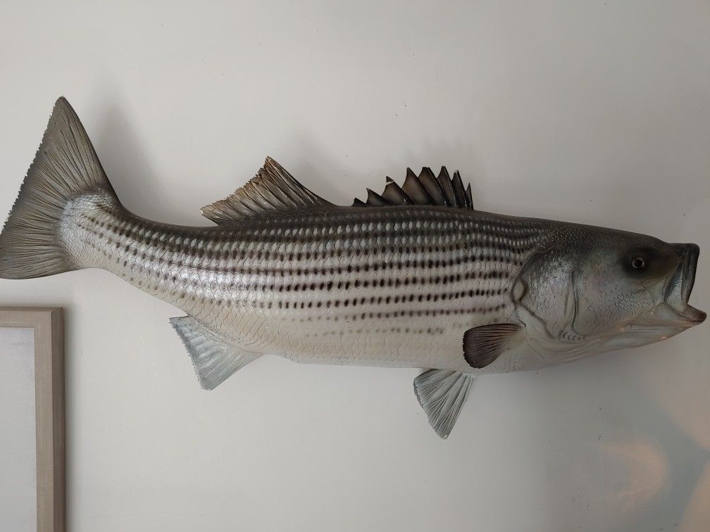 Taxidermy bass