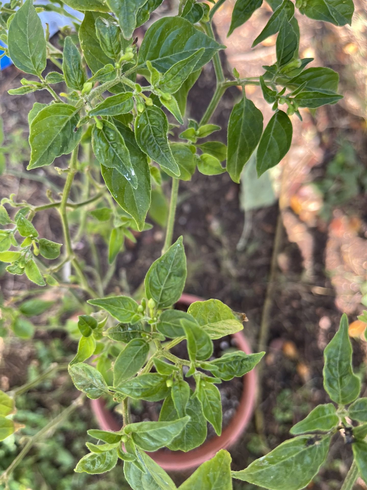 Flowering Chiltepin Tree In 1.5 Gallon Pot