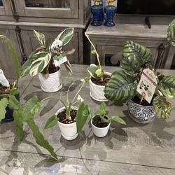 Various Plants ( sold all together)