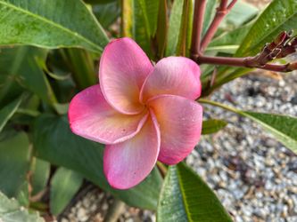 Very healthy, rooted, plumeria plants in premium soil