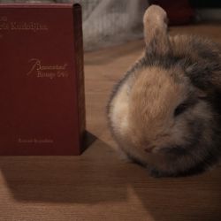 BUNNY APPROVED BACCARAT