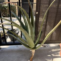 Big Aloe Plant Cutting 