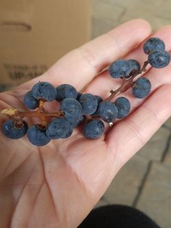 Palm Seeds 20 Seeds For $5