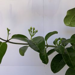 Stephanitis , Madagascar  Jasmine  1/2 Gal  Pot 