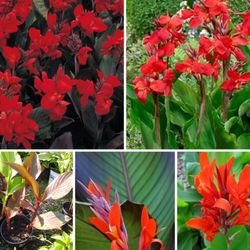 Canna plants$8 each or 2 plants for$12 or 3 plants for$16