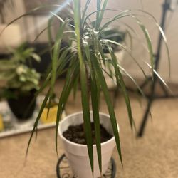 Indoor house plant rooted and ready for a home!