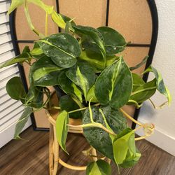 Philodendron Brasil