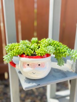 Burro's Tail Succulent in a Santa Claus Mug