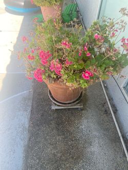 Regal Geranium for sale
