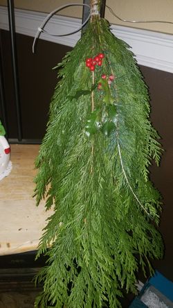 Cedar boughs 25 per bundle with Holly