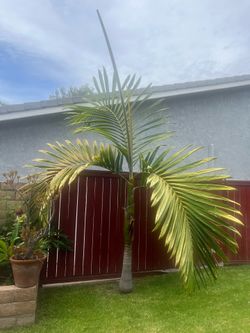 Rare Watermelon Flame Thrower Palm