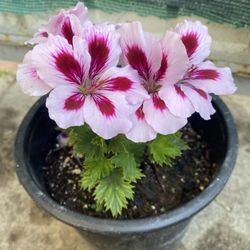 Geranium Washington Small Plant,  In One Gallon Outdoor Plant, Pick Up 