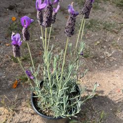 Thunbergia Alata, Lavandula Stoechas. 