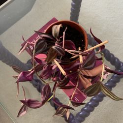 Tradescantia Live Indoor Plant In Plastic Planter