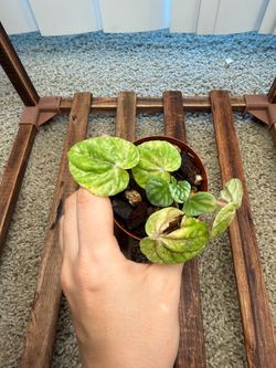 Peperomia Buenos Aires prop