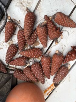 Dried green pine cone