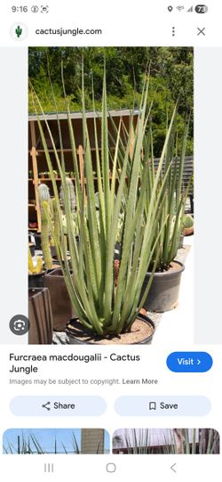 Furcraea Macdougalii 