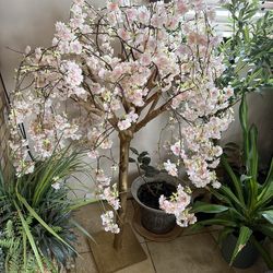 $55 the tree and five dollars one verse the vase I have dozen