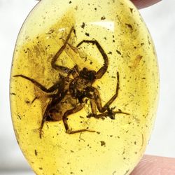 This extraordinary amber specimen originates from the Baltic region, formed over millions of years during the Jurassic period. Preserved within its wa