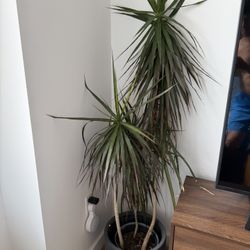 Large Indoor Plants – Bird of Paradise, Snake Plant, Dracaena