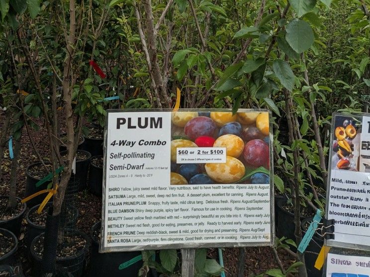 Combination Plum Trees