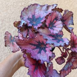 Begonia Rex "Mazatlan Blush" Plant $15