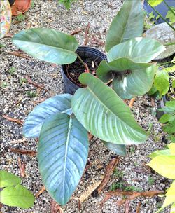 Red Congo Philodendron