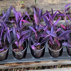 Assorted Plants  Indoors Or Outdoors Partsun Or Fullsun