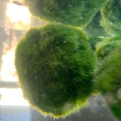6PCS 3cm Aquarium Moss Balls