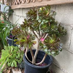 Beautiful Succulent 