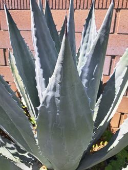 Pencas De Maguey Azul , Para La Barbacoa )