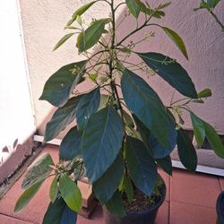 3'Half Grafted Avocado Tree With Buds