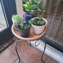 FOUR SMALL PLANTS 🪴 SET