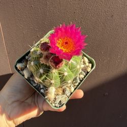 Blooming Cactus In 4” Pot 
