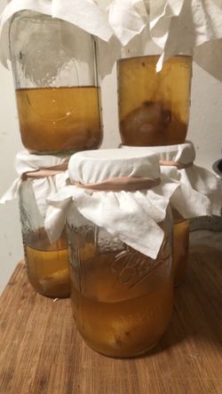 Fresh new kombucha, Scobie’s