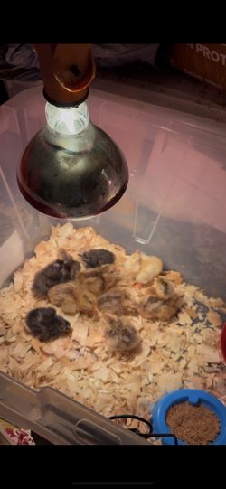 Baby Chick Heat Lamp 