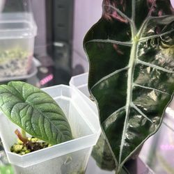 2 Alocasia House Plants