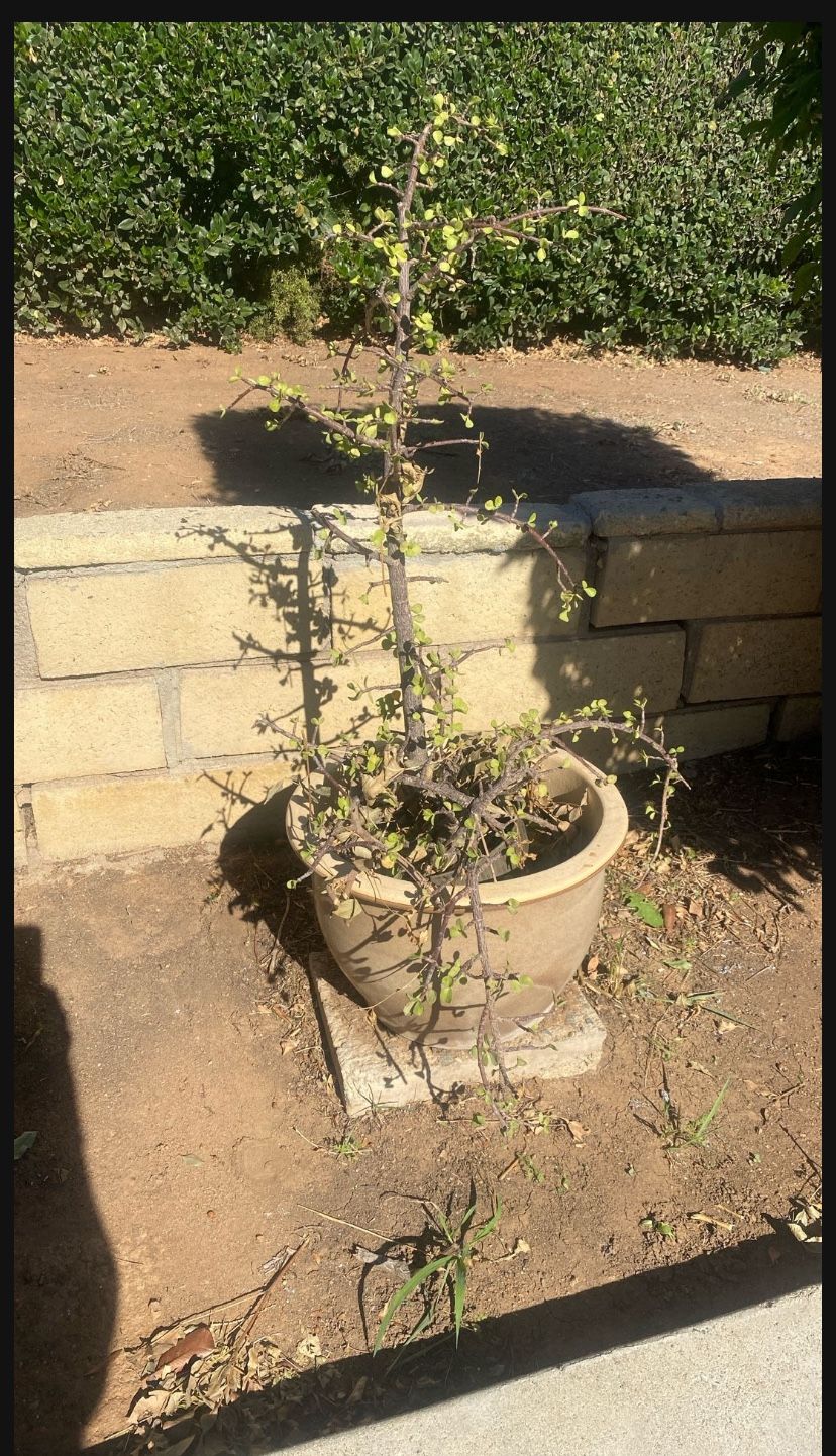 Healthy Money Tree $10