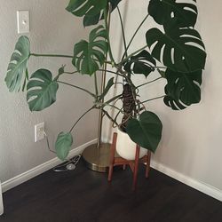 Monstera deliciosa - Swiss Cheese Plant With Pot & stand 