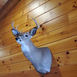 Beautiful White Tail Buck Mount
