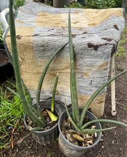 Cylindrical Snake Plant