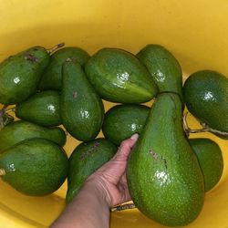 $2 /$3 Huge organic Avocados 🥑 freshly picked delicious and Yuca cuttings $1