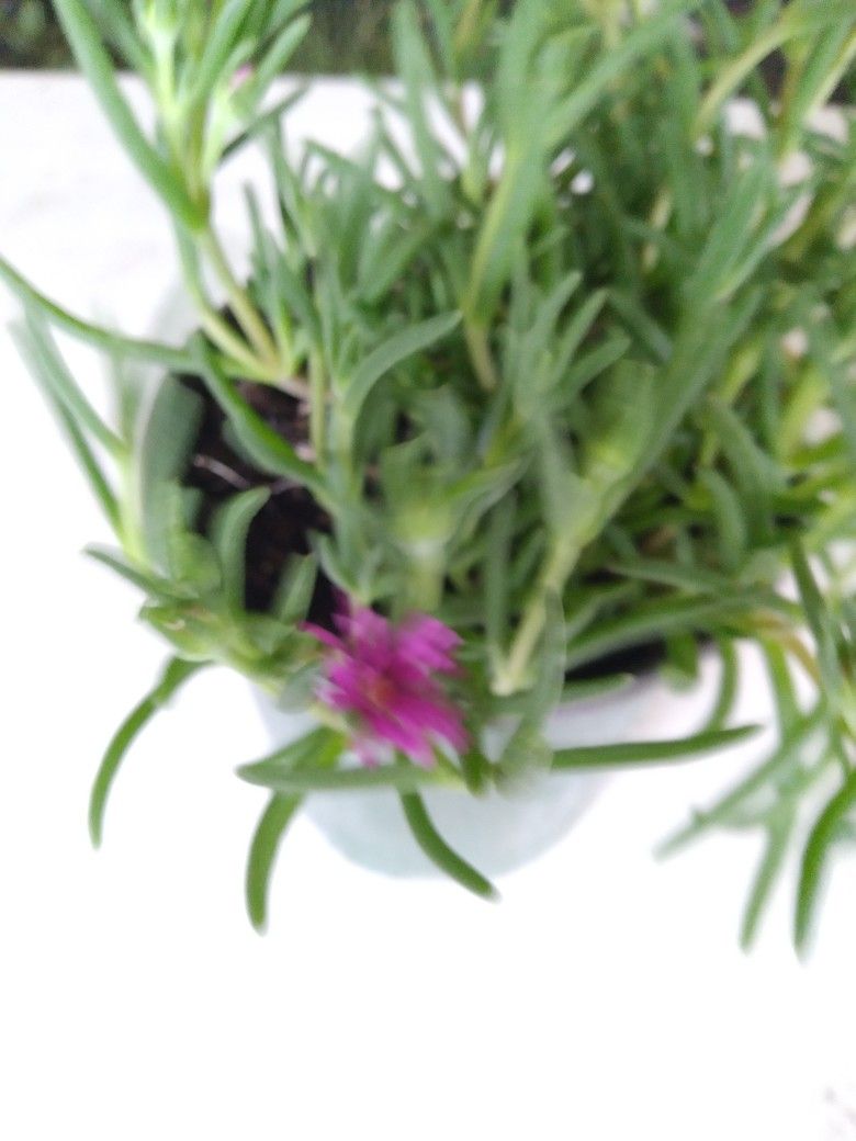 planta