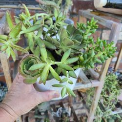 Beautiful Succulent Planter