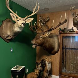 Animal mounts/ Estate Sale